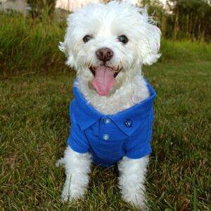 Doggie Design Solid Dog Polo in nautical blue