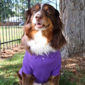 Solid Dog Polo in Ultra Violet