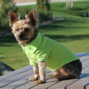 Solid Dog Polo in green flash
