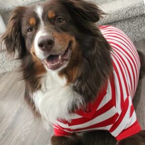 Striped Dog Polo in Flame Scarlet Red and White