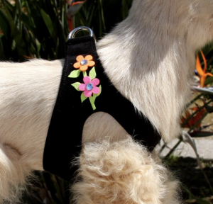 secret garden step in dog harness