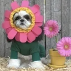 clearance flower dog costume