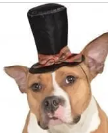 Caroler dog hat