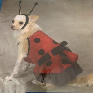 clearance lady bug dog costume
