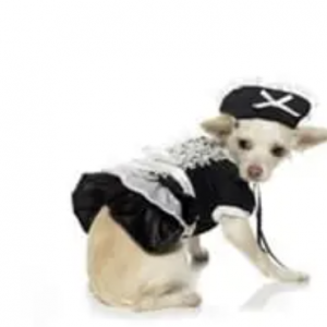 clearance french maid dog costume