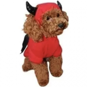 clearance bat dog costume