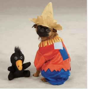 clearance scarecrow dog costume