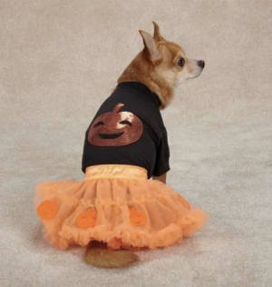 clearance pumpkin dog costume