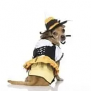 clearance kandy korn witch dog costume