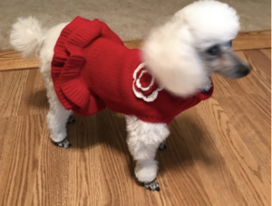 Red Dog Sweater Dress