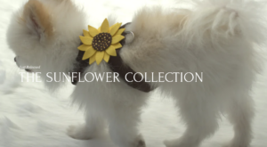 Sunflower Collection by Susan Lanci