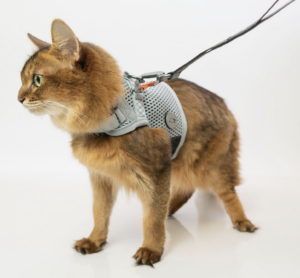 Martingale Cat Harness