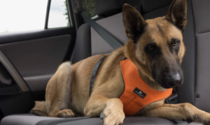 Clickit Sport Plus Dog Car Harness
