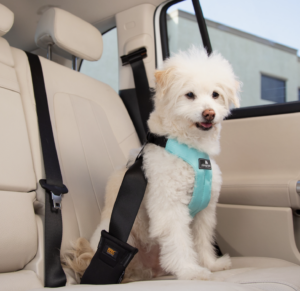 Clickit Sport Plus Dog Car Harness