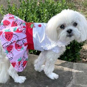 Strawberry Picnic Dog Dress
